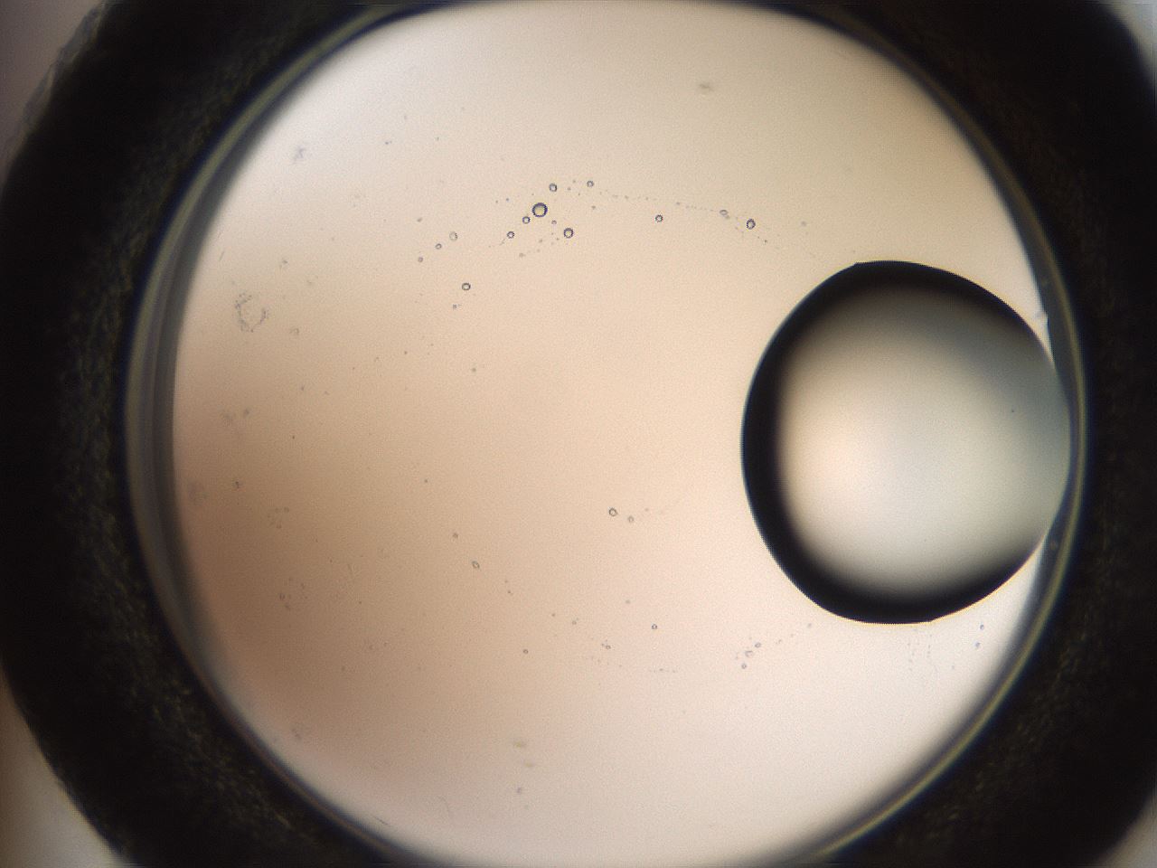 folderID247_plateID2247_batchID10277_wellNum73_profileID1_d2_r155212_ef.jpg