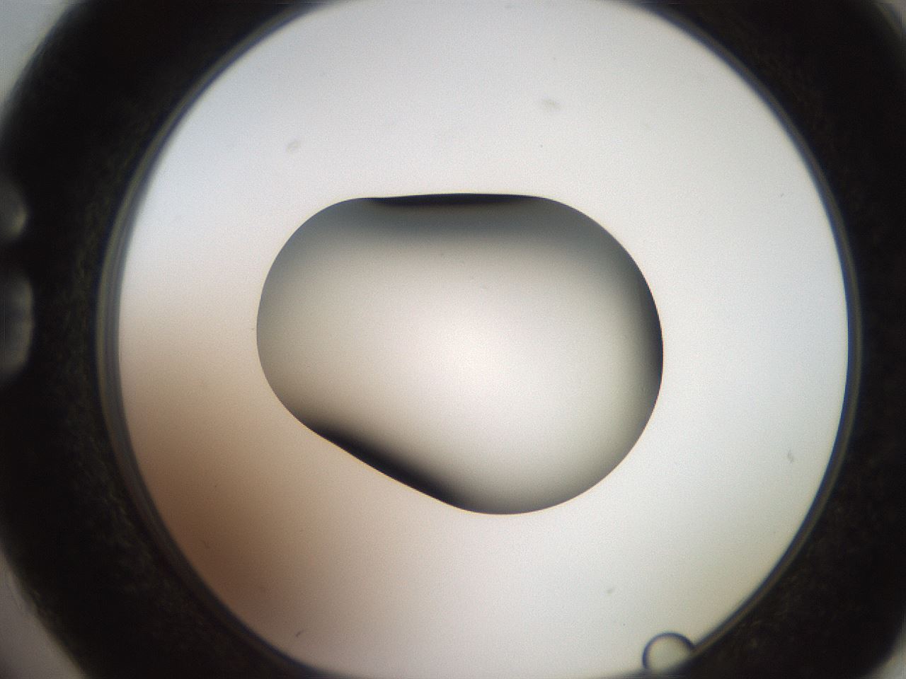 folderID247_plateID2247_batchID10277_wellNum74_profileID1_d1_r155213_ef.jpg