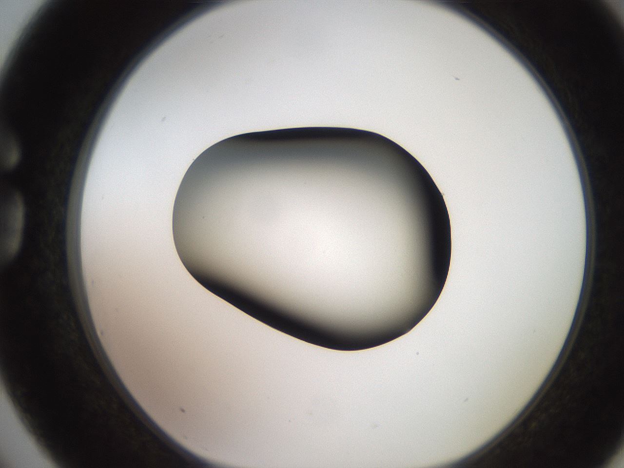 folderID247_plateID2247_batchID10277_wellNum75_profileID1_d1_r155215_ef.jpg