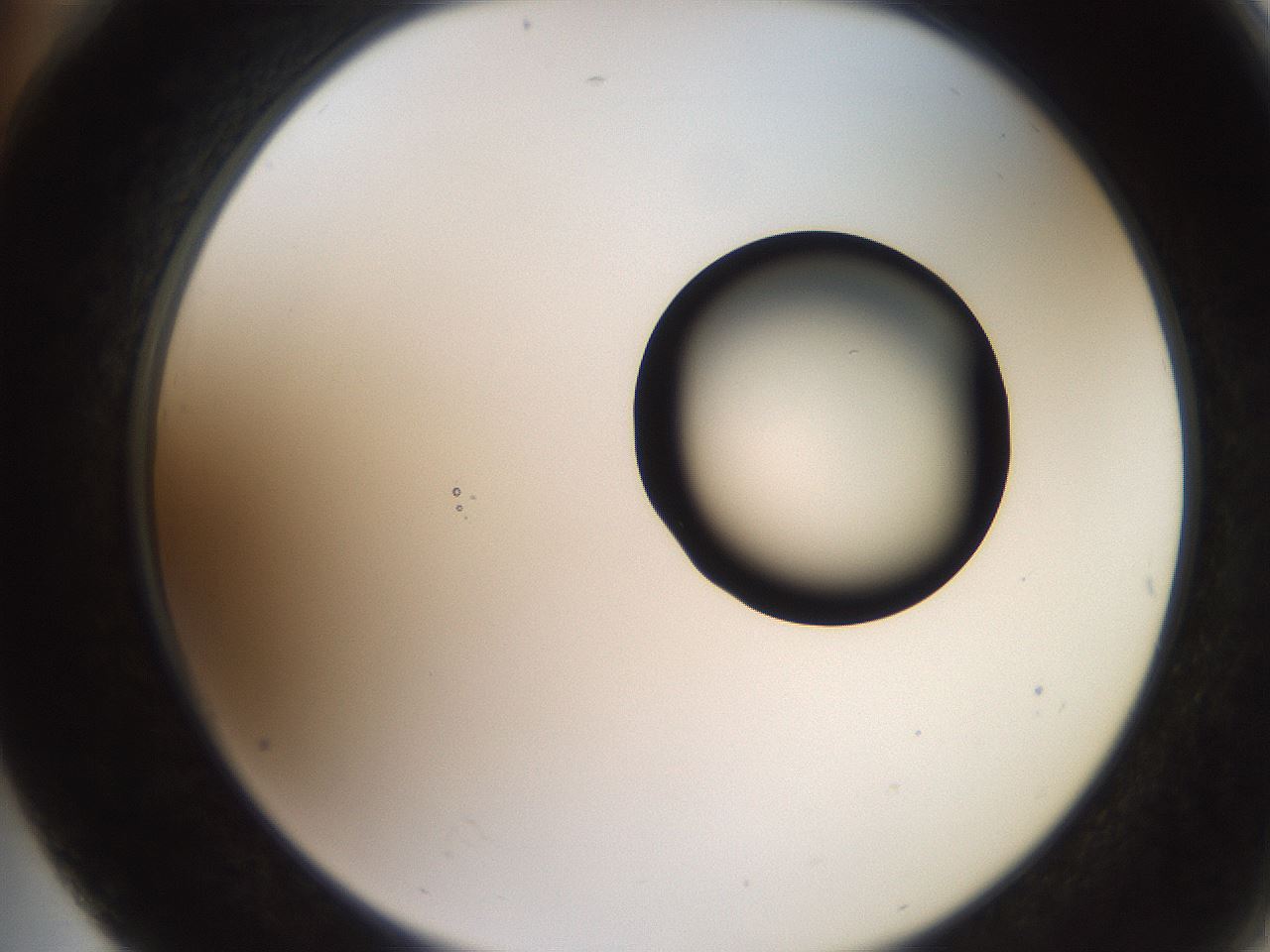 folderID247_plateID2247_batchID10277_wellNum76_profileID1_d2_r155218_ef.jpg