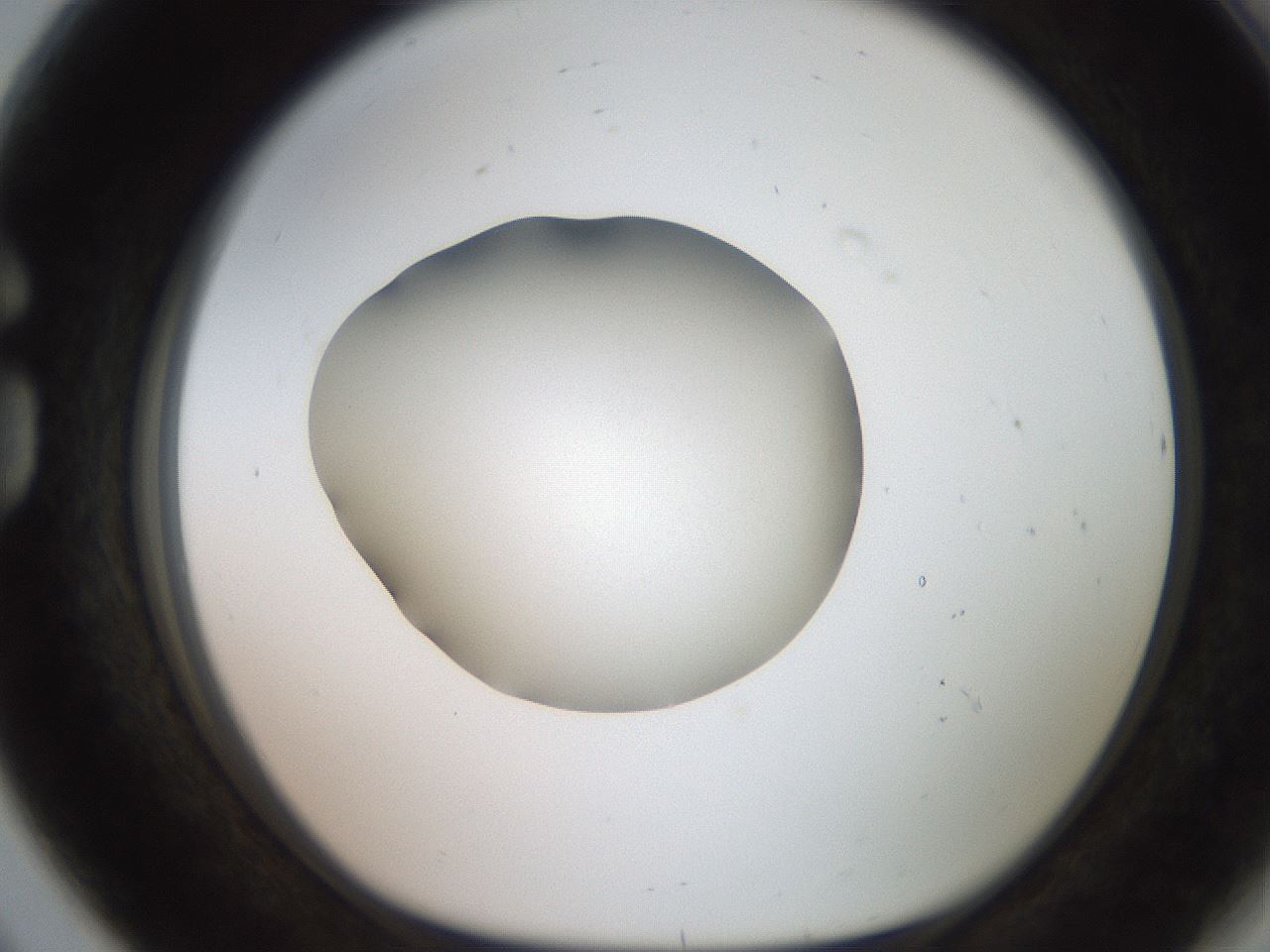 folderID247_plateID2247_batchID10277_wellNum80_profileID1_d1_r155225_ef.jpg