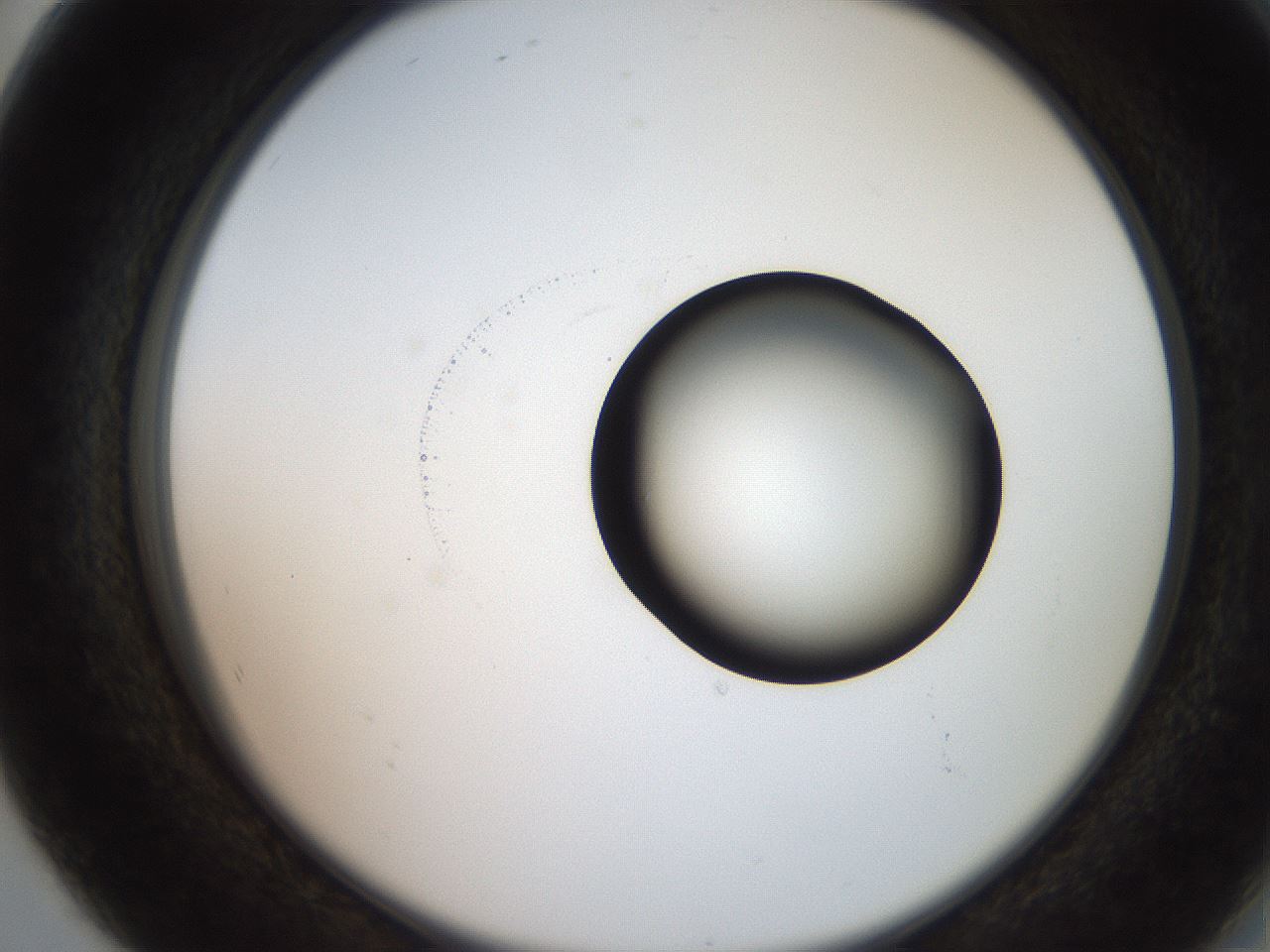 folderID247_plateID2247_batchID10277_wellNum80_profileID1_d2_r155226_ef.jpg