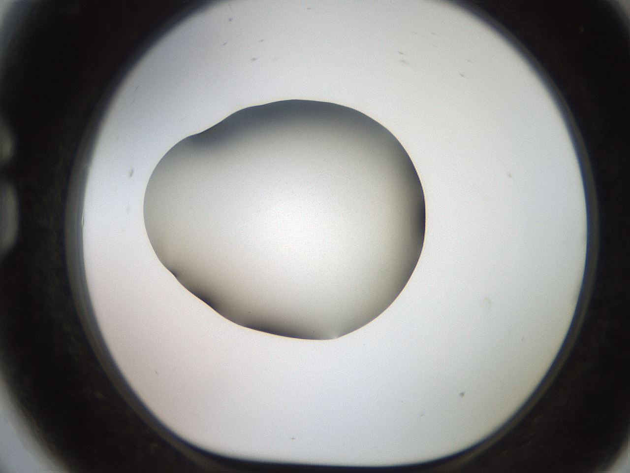 folderID247_plateID2247_batchID10277_wellNum81_profileID1_d1_r155227_ef.jpg