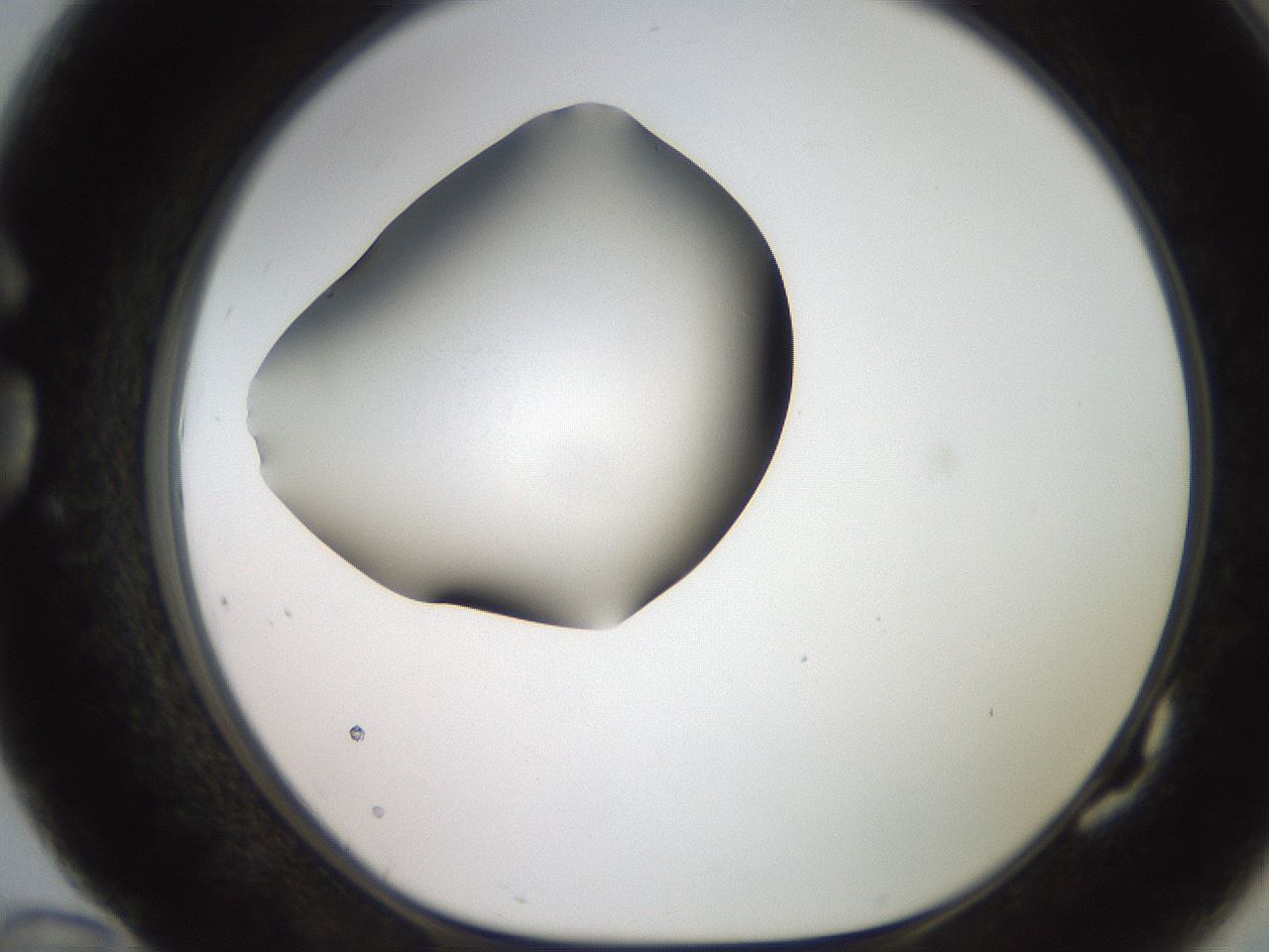 folderID247_plateID2247_batchID10277_wellNum82_profileID1_d1_r155229_ef.jpg