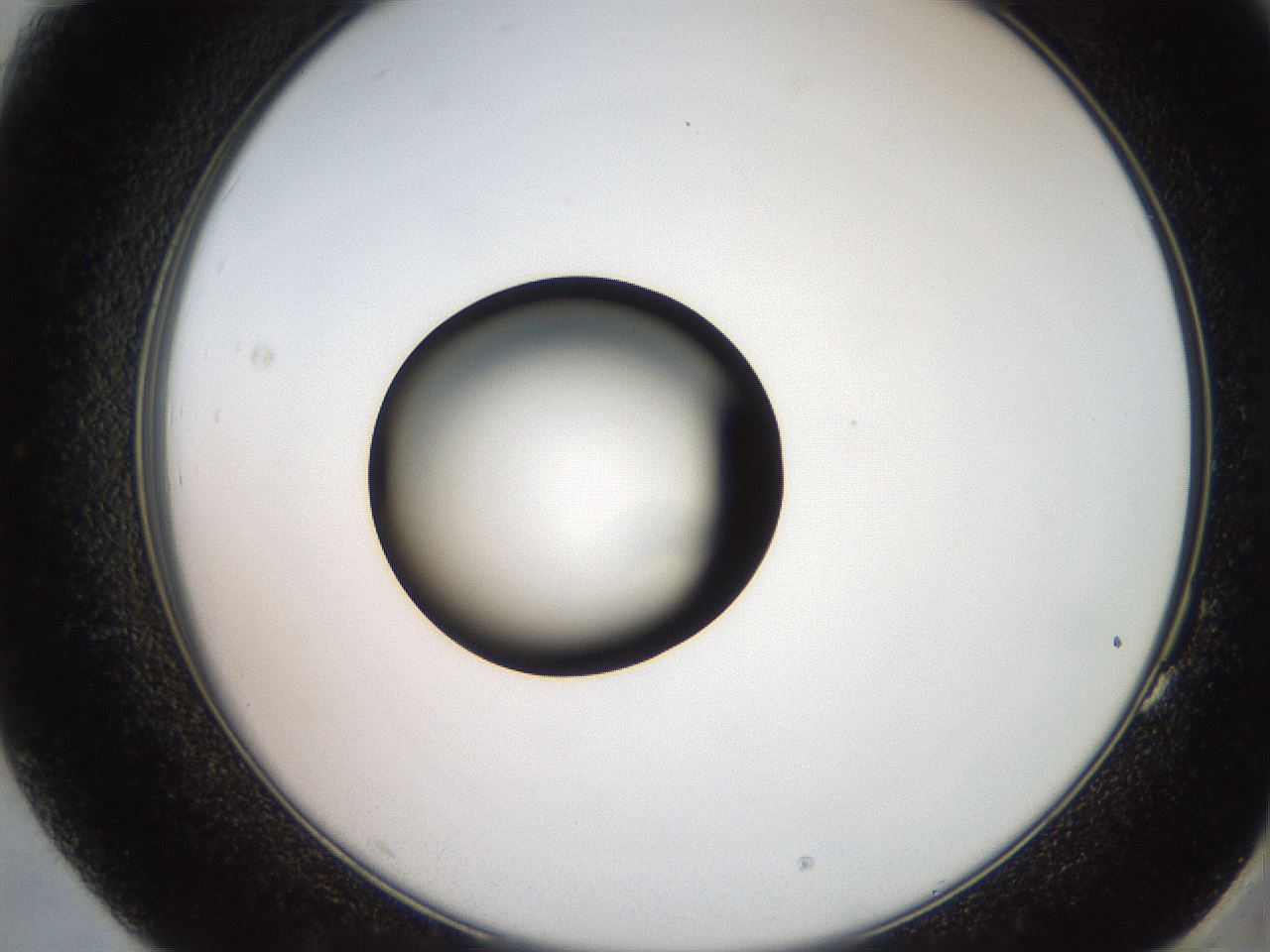 folderID247_plateID2247_batchID10277_wellNum83_profileID1_d2_r155232_ef.jpg