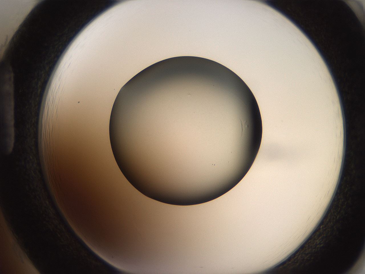 folderID247_plateID2247_batchID10277_wellNum85_profileID1_d1_r155235_ef.jpg