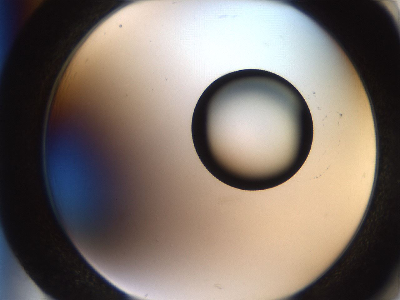 folderID247_plateID2247_batchID10277_wellNum85_profileID1_d2_r155236_ef.jpg
