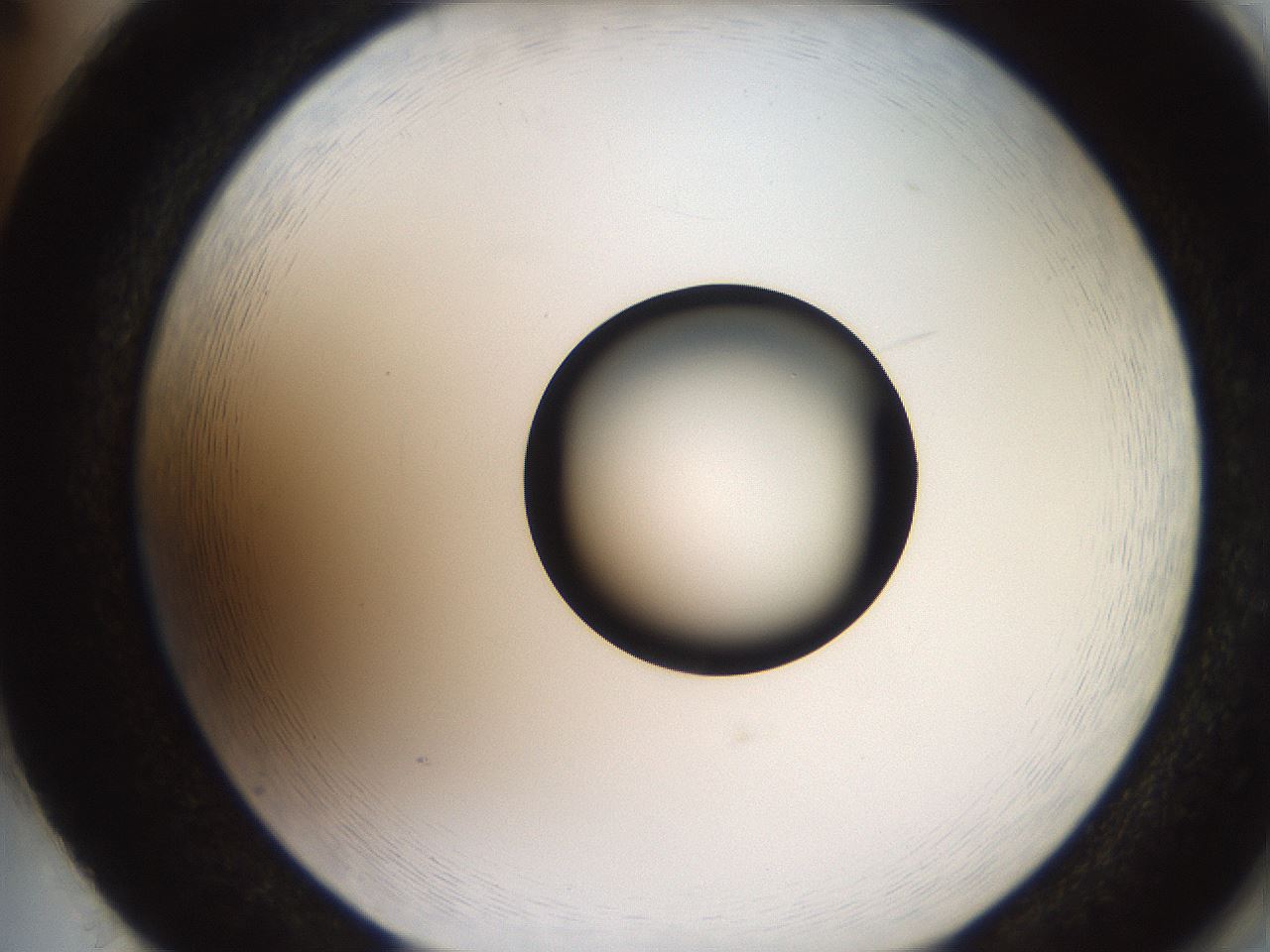 folderID247_plateID2247_batchID10277_wellNum86_profileID1_d2_r155238_ef.jpg