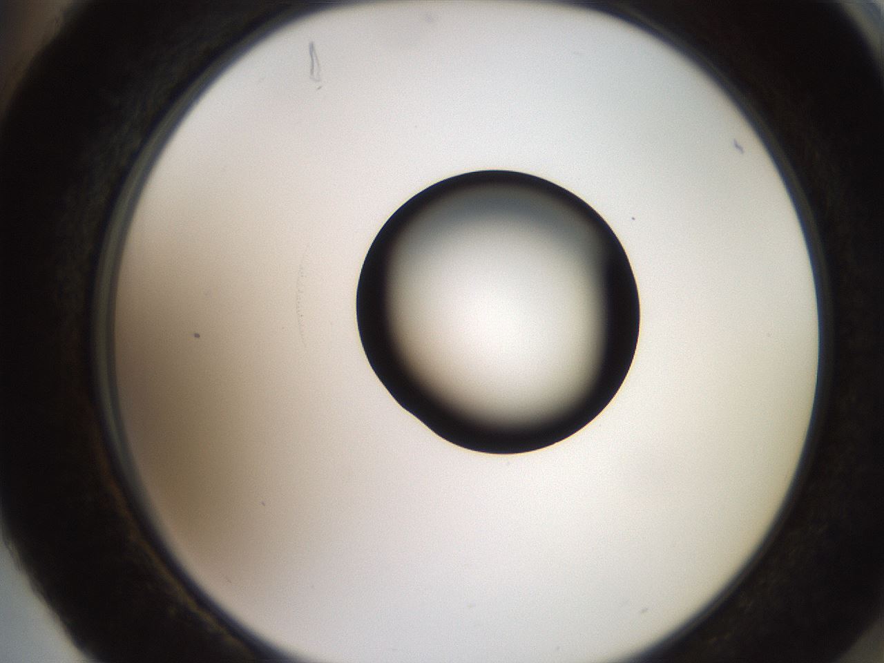 folderID247_plateID2247_batchID10277_wellNum88_profileID1_d2_r155242_ef.jpg