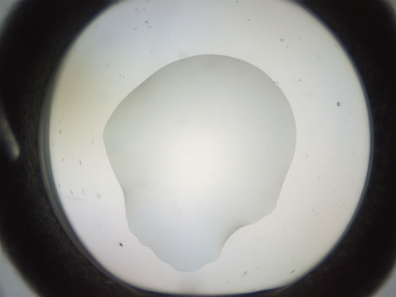folderID247_plateID2247_batchID10277_wellNum8_profileID1_d1_r155081_ef.jpg