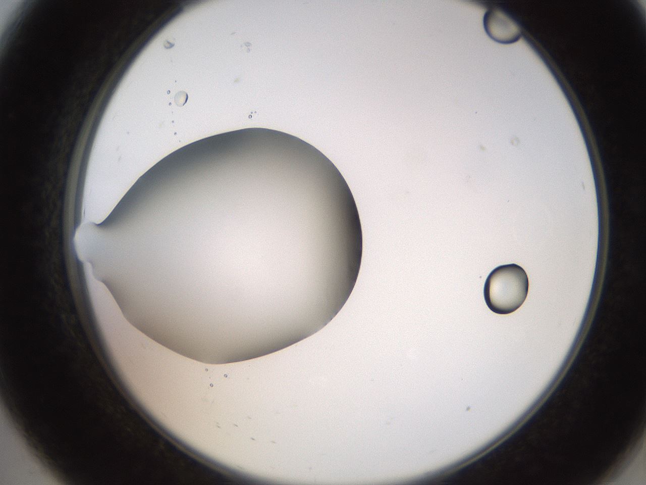 folderID247_plateID2247_batchID10277_wellNum8_profileID1_d2_r155082_ef.jpg