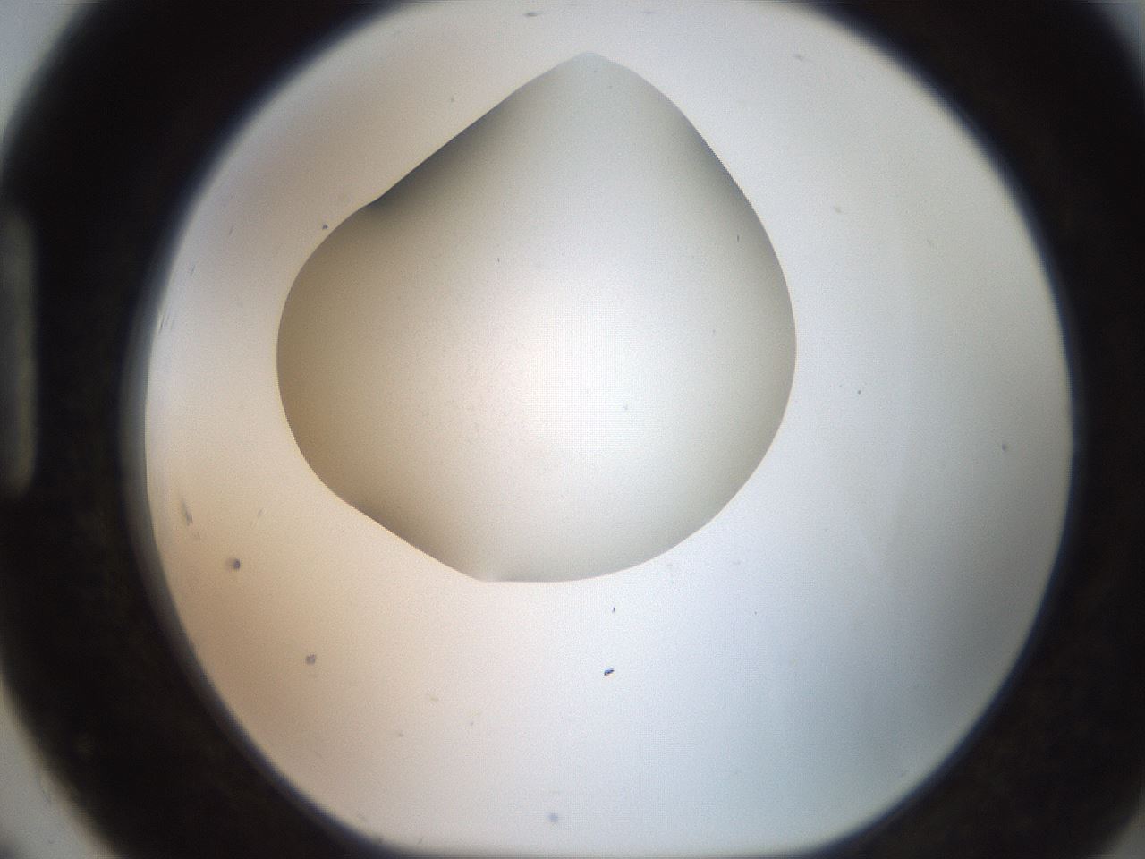 folderID247_plateID2247_batchID10277_wellNum91_profileID1_d1_r155247_ef.jpg