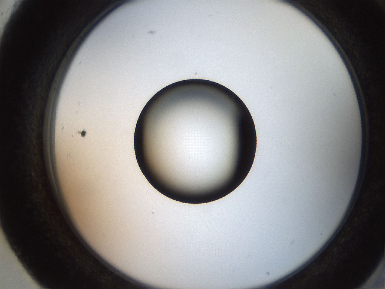 folderID247_plateID2247_batchID10277_wellNum93_profileID1_d2_r155252_ef.jpg