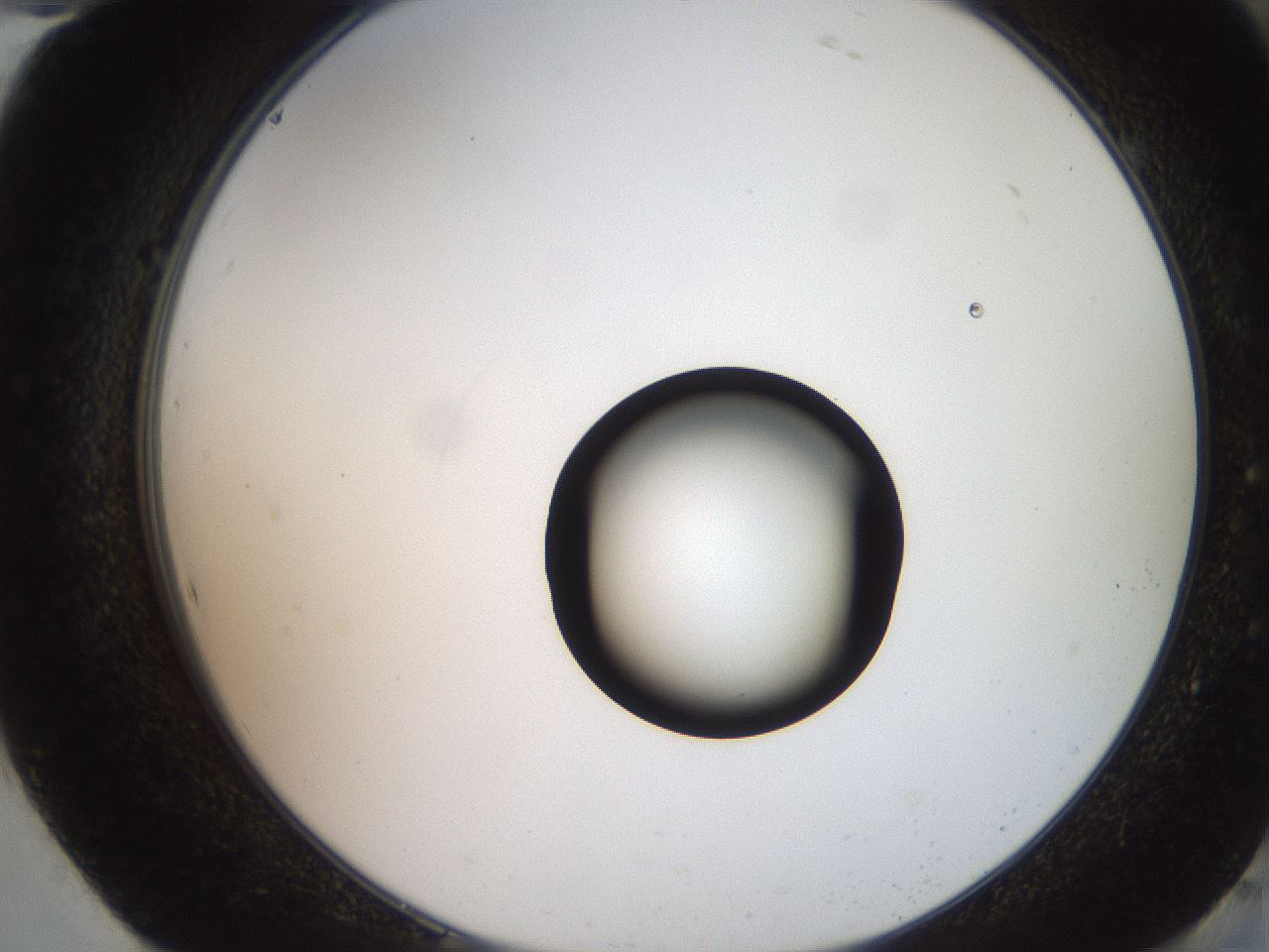 folderID247_plateID2247_batchID10277_wellNum94_profileID1_d2_r155254_ef.jpg