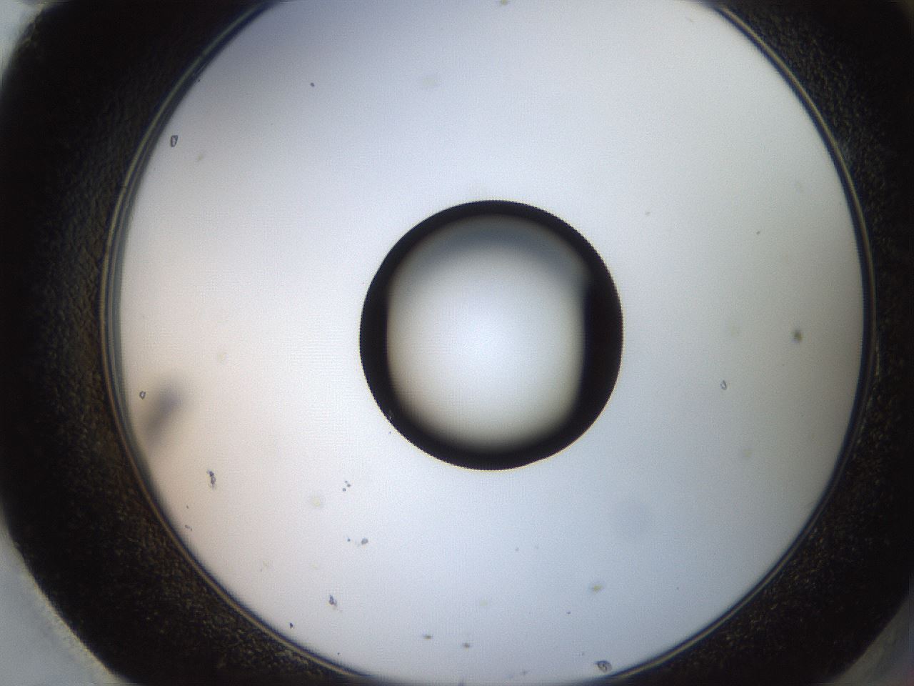 folderID247_plateID2247_batchID10277_wellNum95_profileID1_d2_r155256_ef.jpg