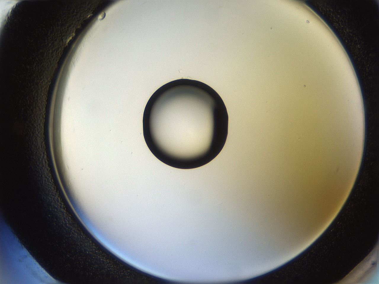 folderID247_plateID2247_batchID10277_wellNum96_profileID1_d2_r155258_ef.jpg
