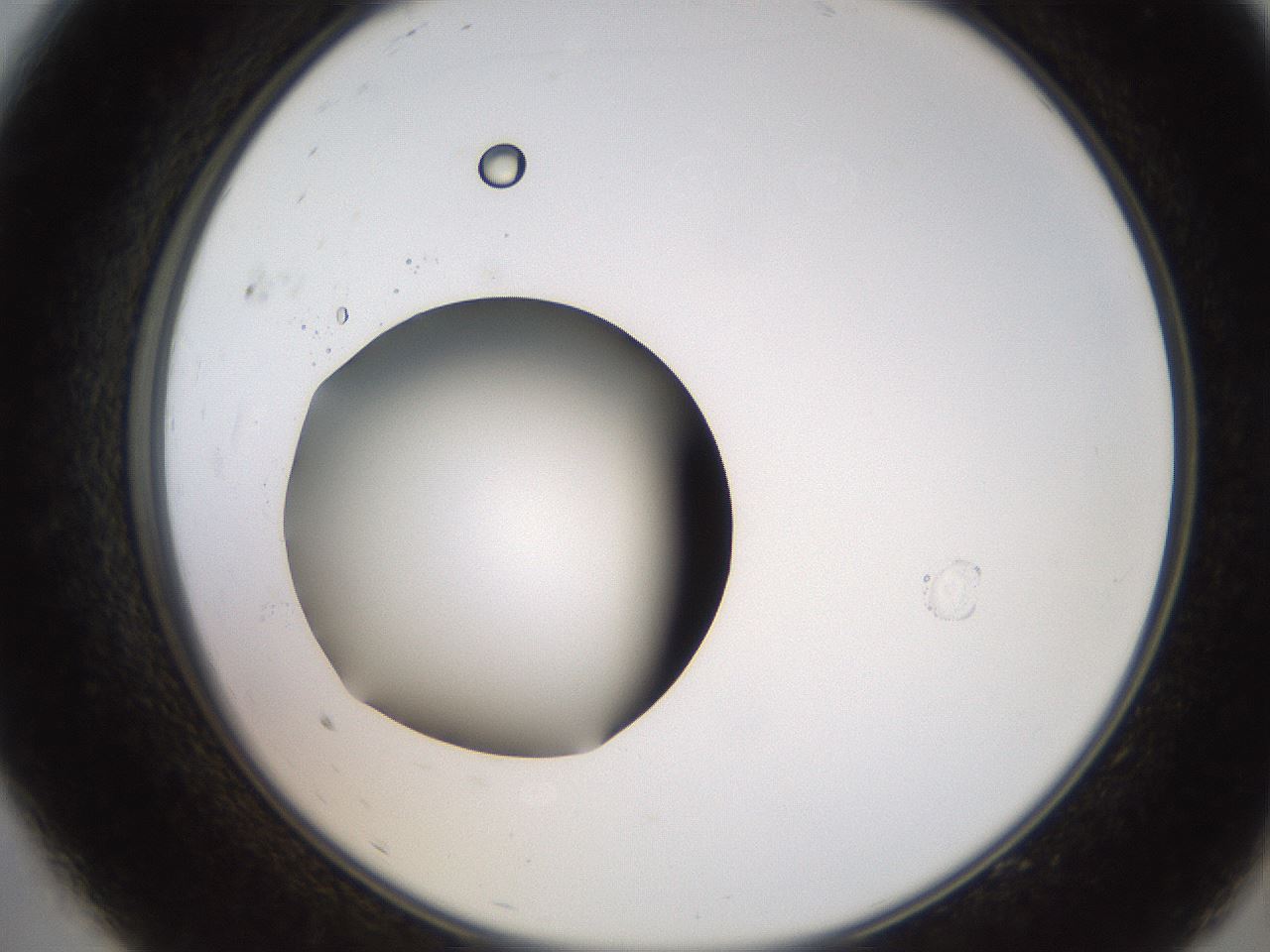 folderID247_plateID2247_batchID10277_wellNum9_profileID1_d2_r155084_ef.jpg