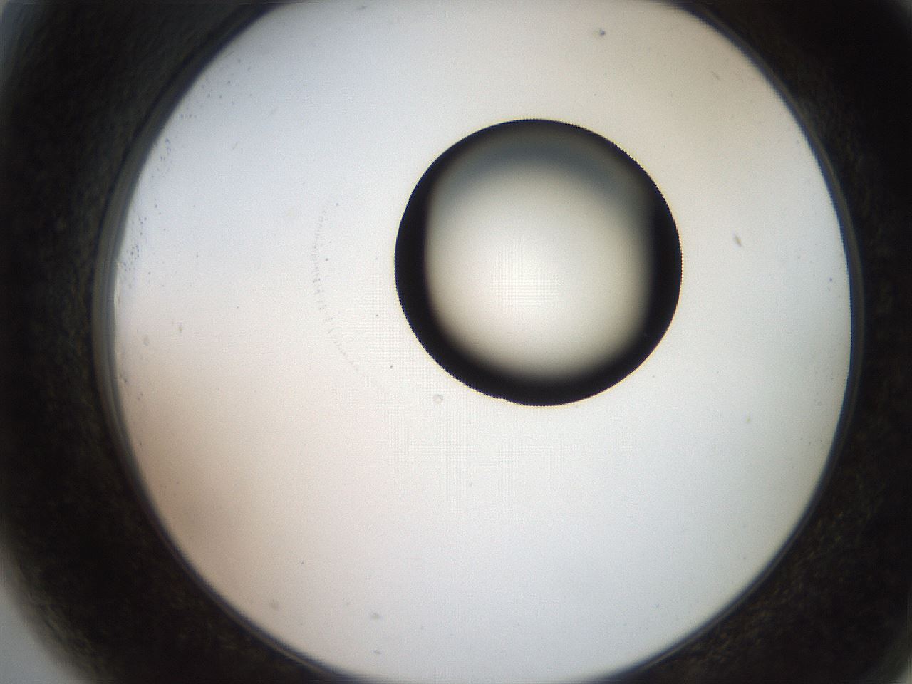 folderID247_plateID2247_batchID10277_wellNum81_profileID1_d2_r155228_ef.jpg