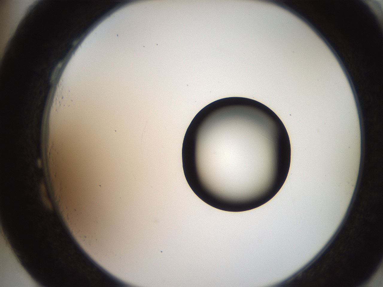 folderID247_plateID2247_batchID10277_wellNum87_profileID1_d2_r155240_ef.jpg