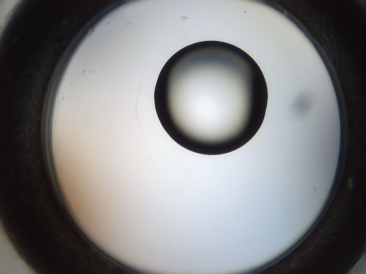 folderID247_plateID2247_batchID10277_wellNum92_profileID1_d2_r155250_ef.jpg