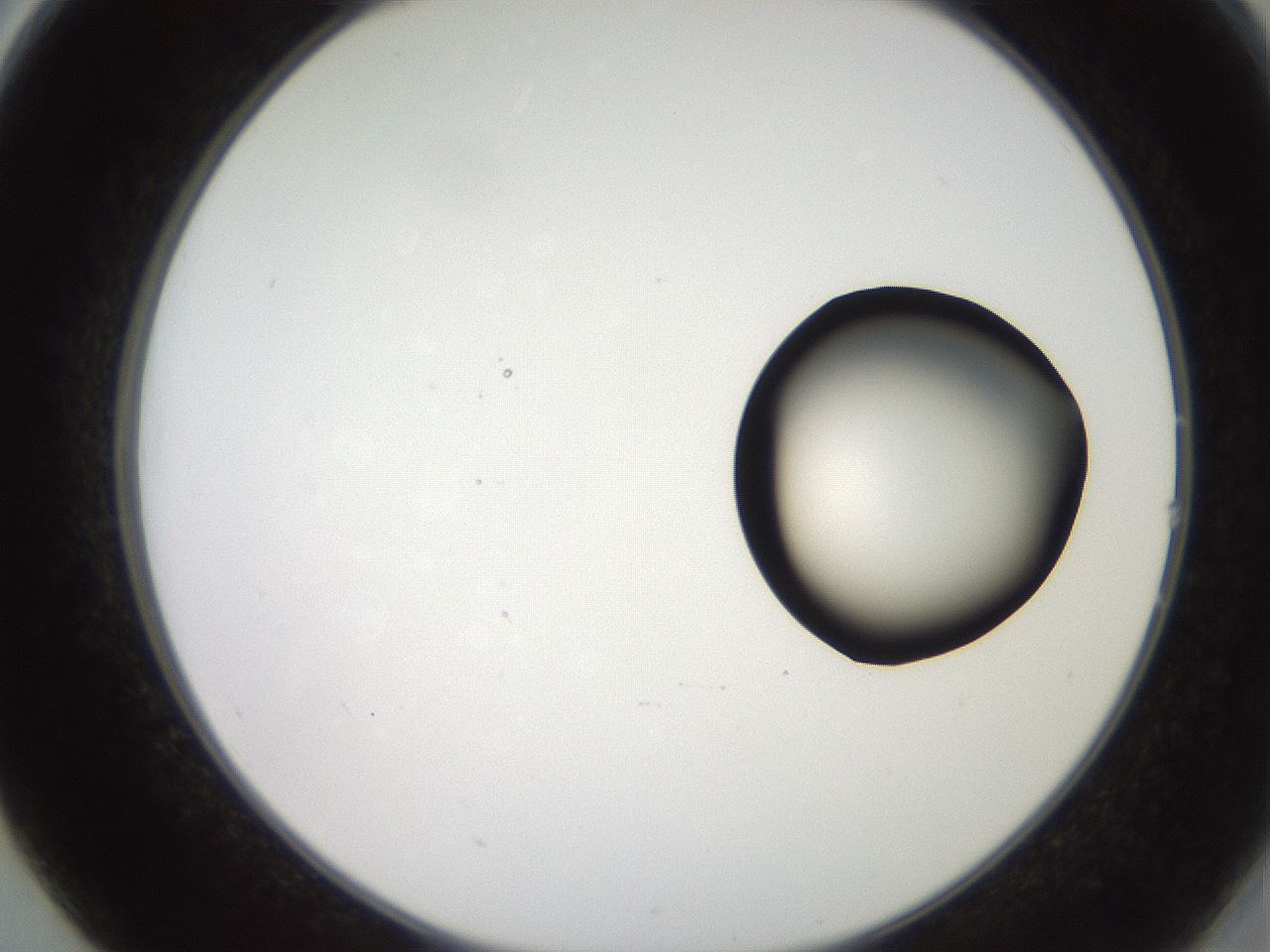 folderID248_plateID2248_batchID10283_wellNum14_profileID1_d2_r155862_ef.jpg