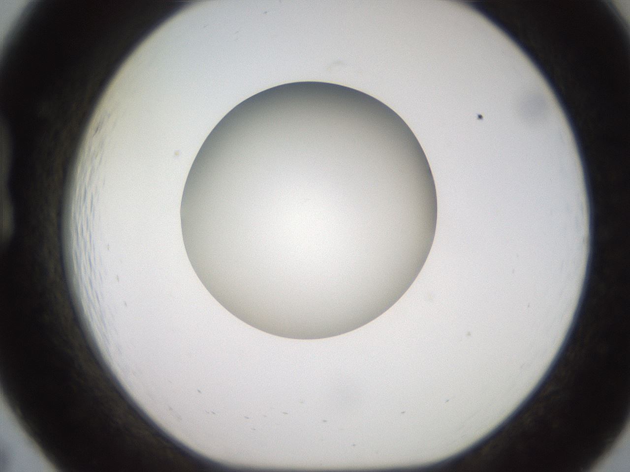 folderID248_plateID2248_batchID10283_wellNum19_profileID1_d1_r155871_ef.jpg