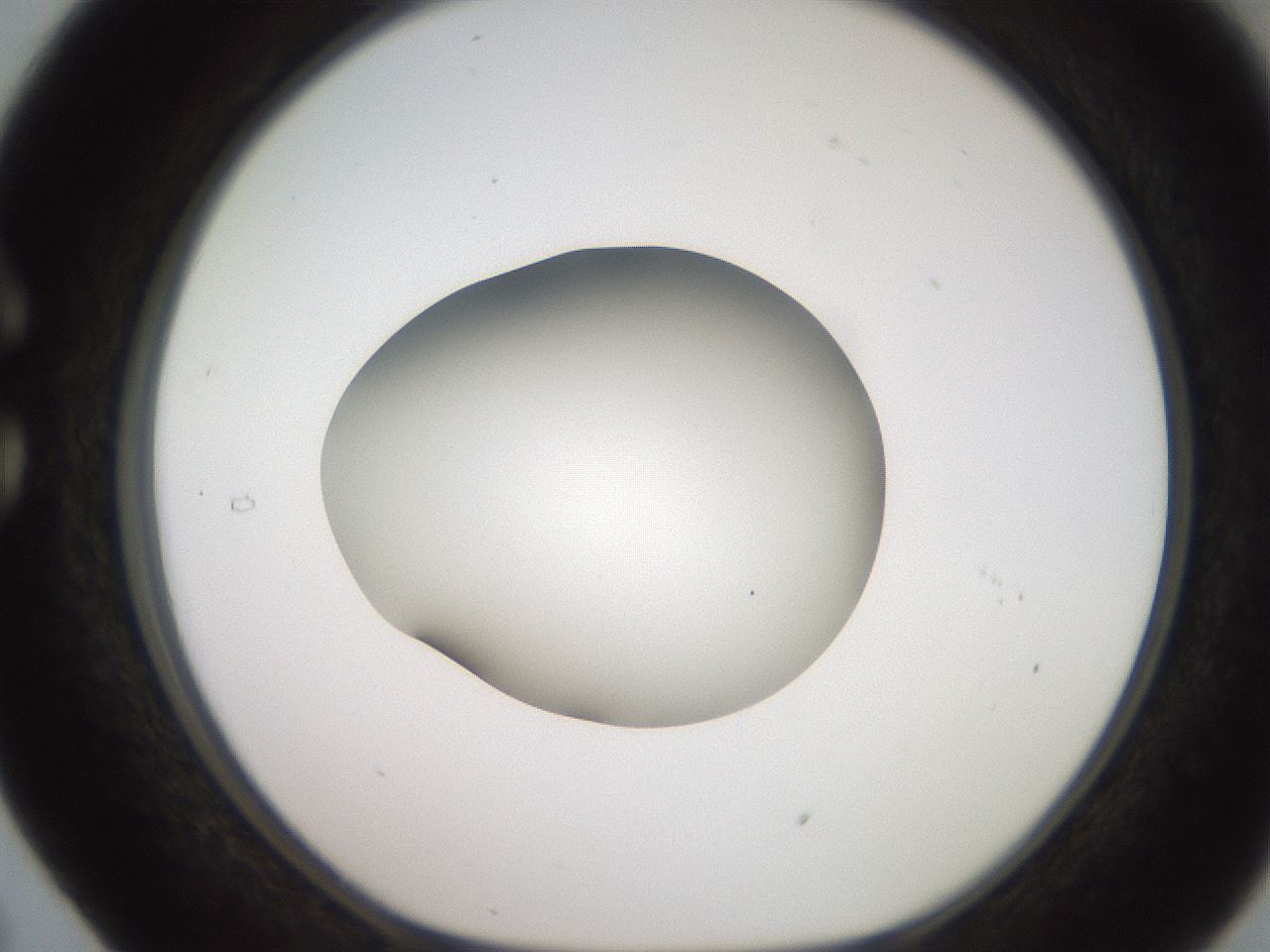 folderID248_plateID2248_batchID10283_wellNum29_profileID1_d1_r155891_ef.jpg