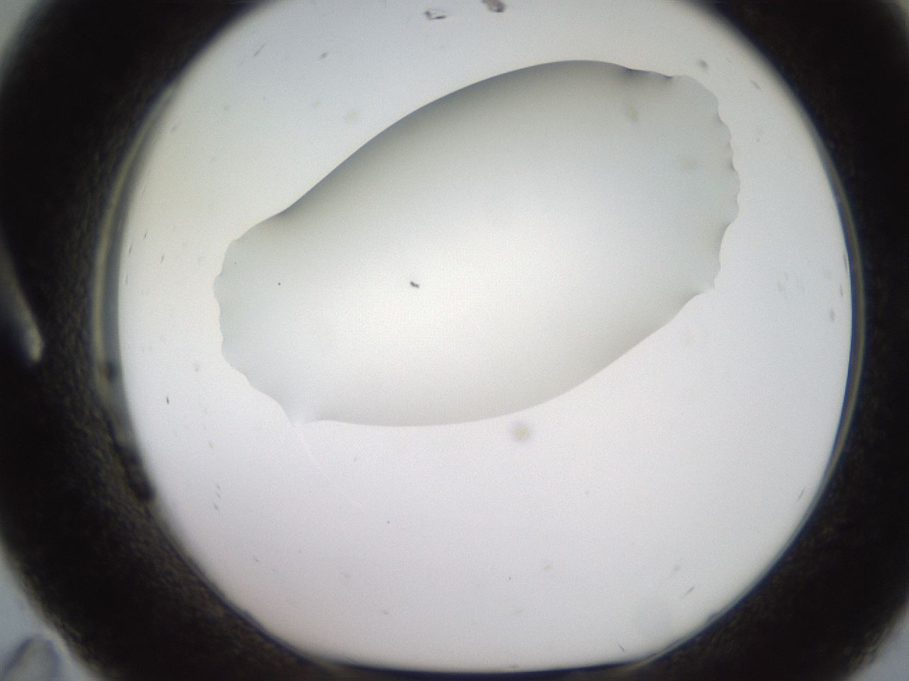 folderID248_plateID2248_batchID10283_wellNum11_profileID1_d1_r155855_ef.jpg