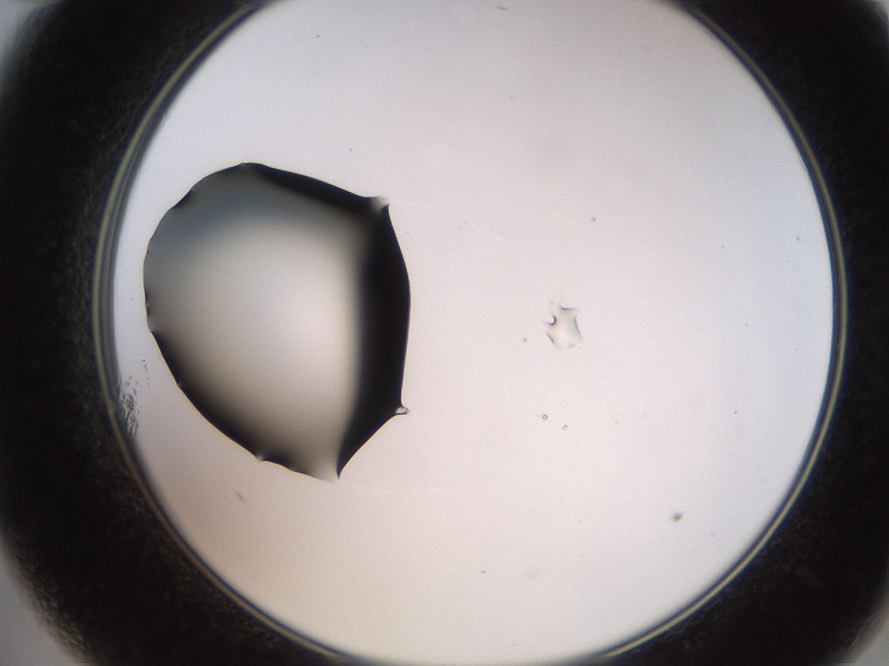 folderID248_plateID2248_batchID10283_wellNum11_profileID1_d2_r155856_ef.jpg