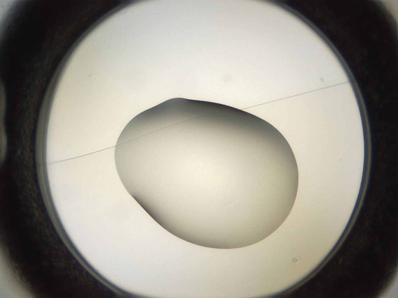 folderID248_plateID2248_batchID10283_wellNum13_profileID1_d1_r155859_ef.jpg