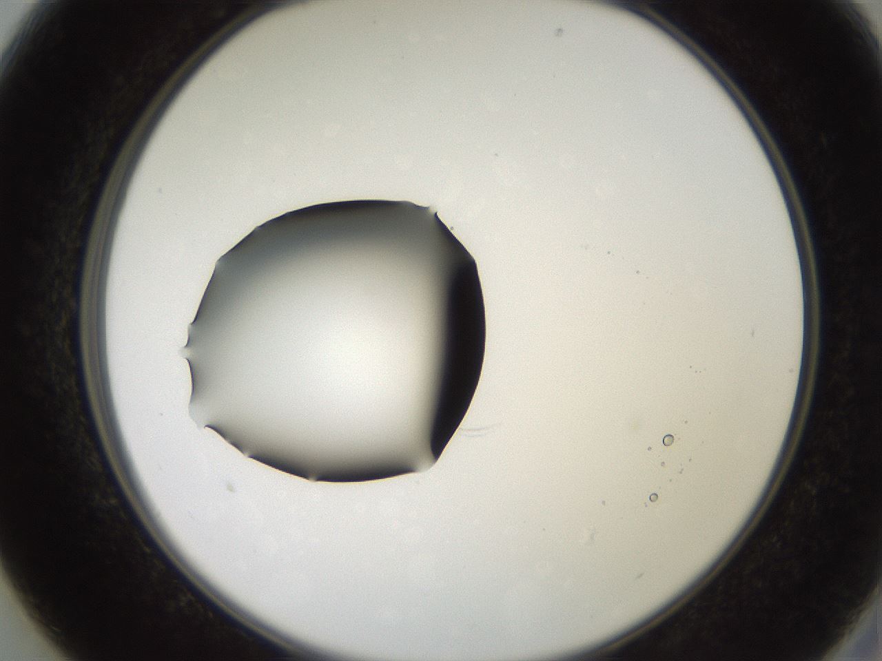 folderID248_plateID2248_batchID10283_wellNum13_profileID1_d2_r155860_ef.jpg