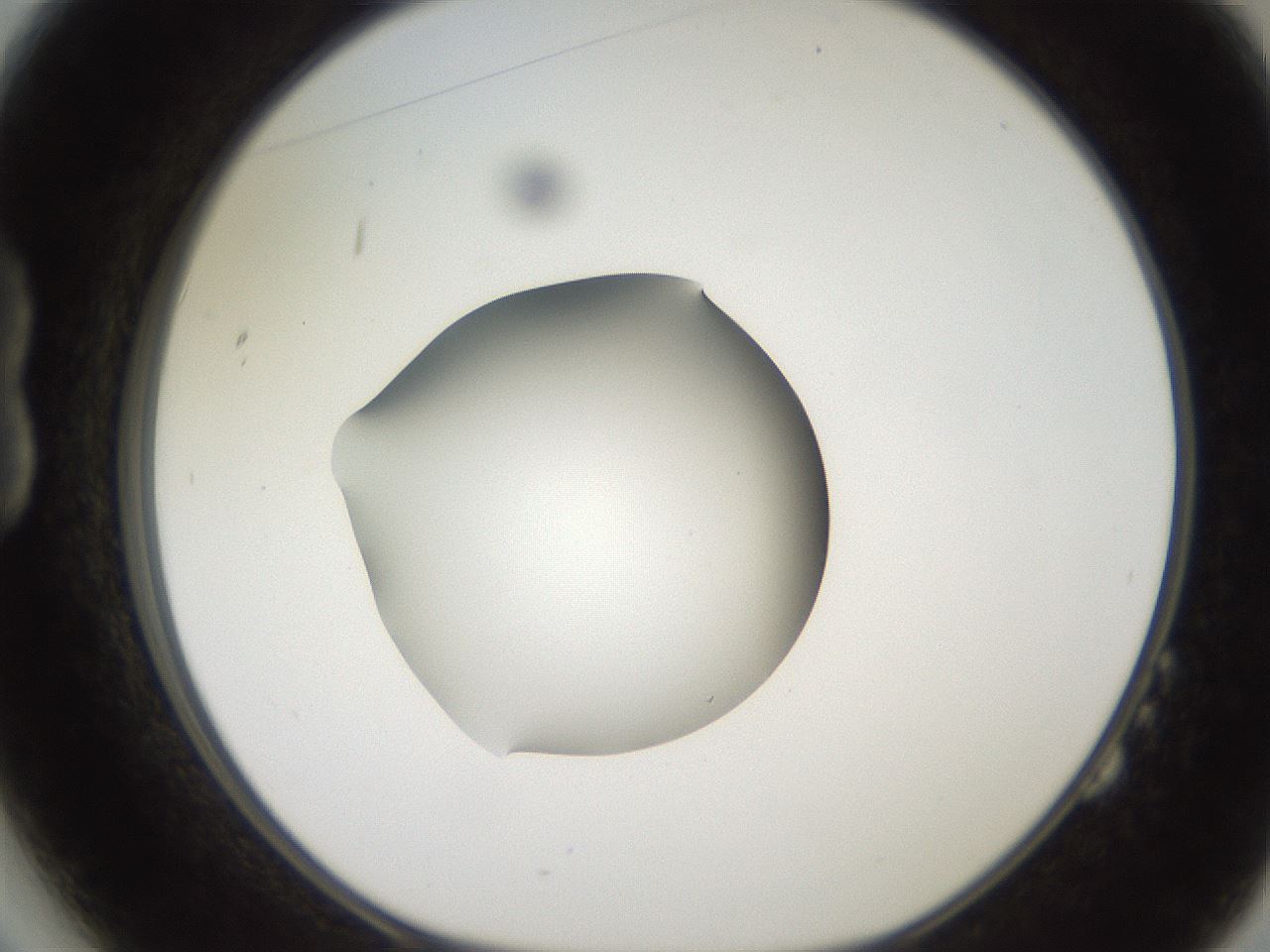 folderID248_plateID2248_batchID10283_wellNum14_profileID1_d1_r155861_ef.jpg