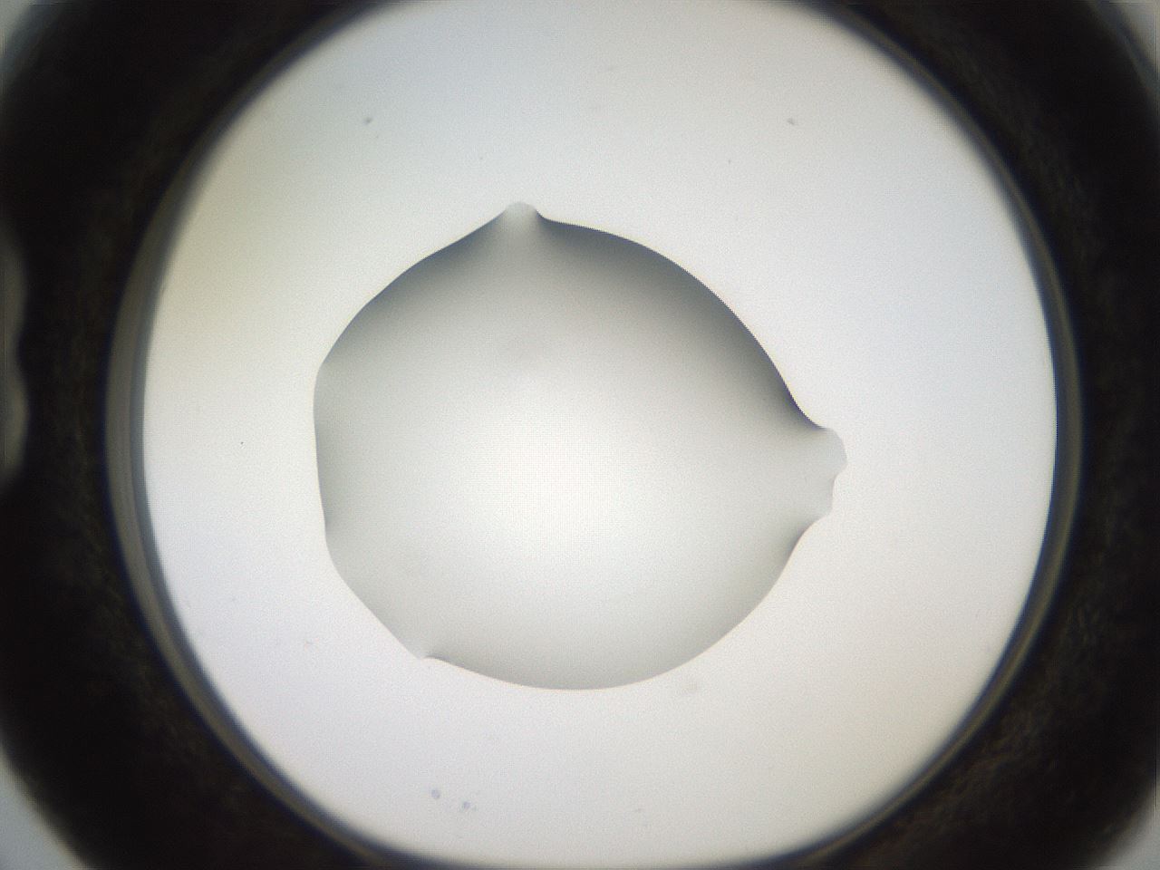 folderID248_plateID2248_batchID10283_wellNum15_profileID1_d1_r155863_ef.jpg