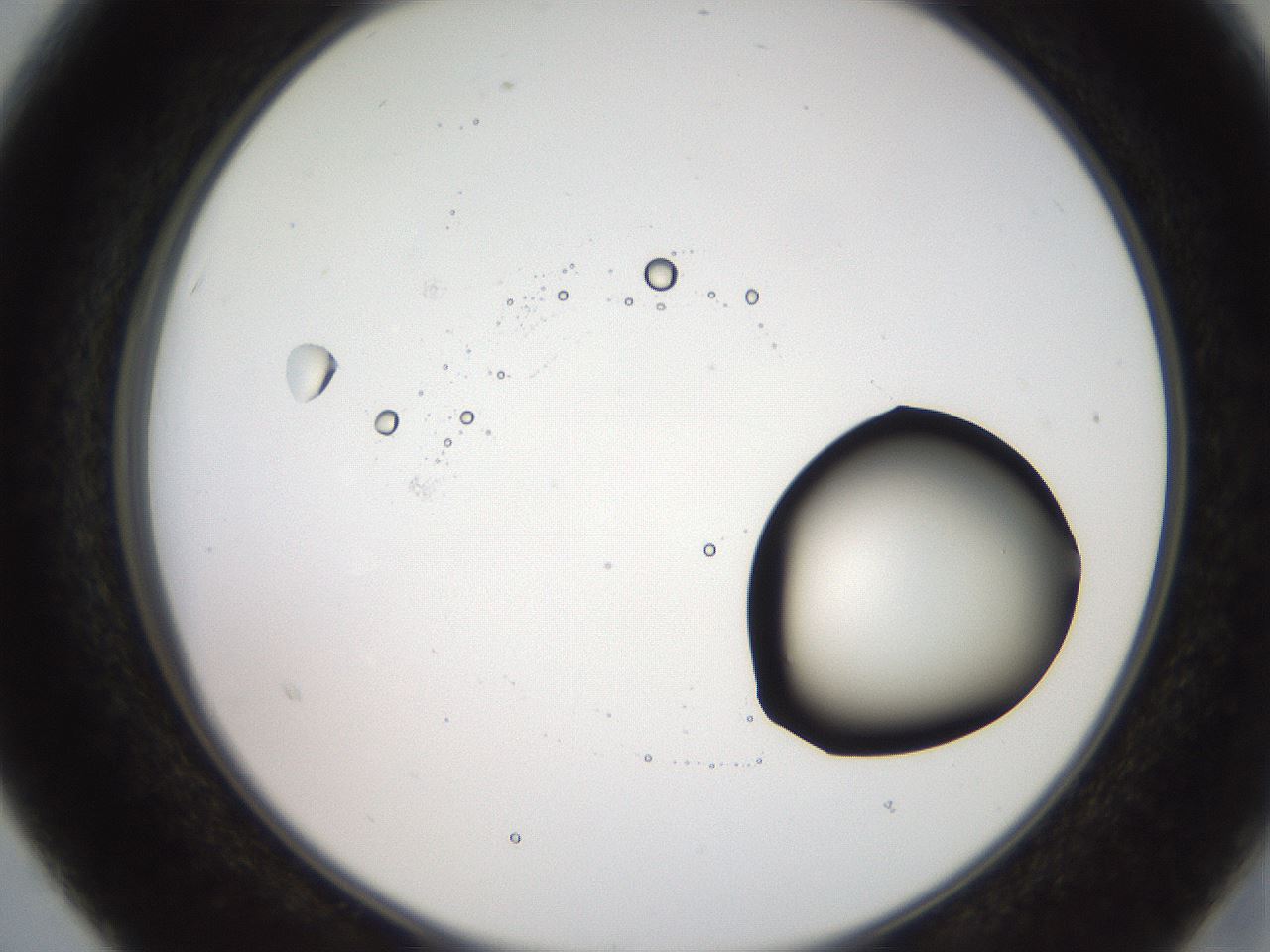 folderID248_plateID2248_batchID10283_wellNum15_profileID1_d2_r155864_ef.jpg
