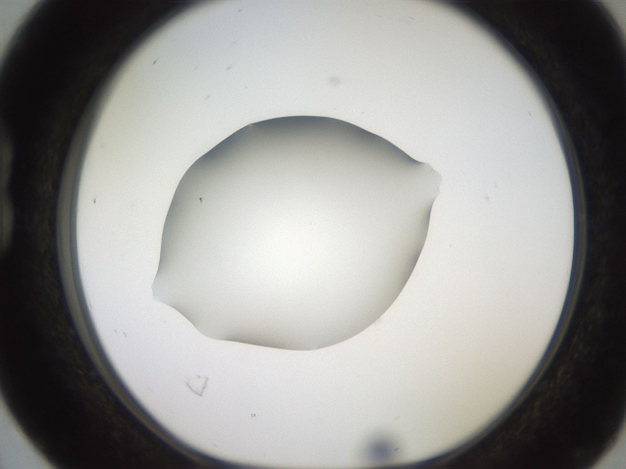 folderID248_plateID2248_batchID10283_wellNum16_profileID1_d1_r155865_ef.jpg