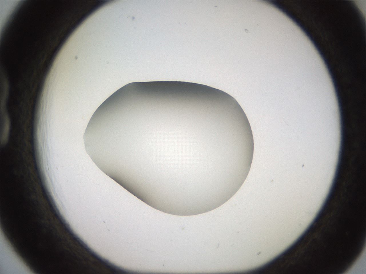 folderID248_plateID2248_batchID10283_wellNum18_profileID1_d1_r155869_ef.jpg