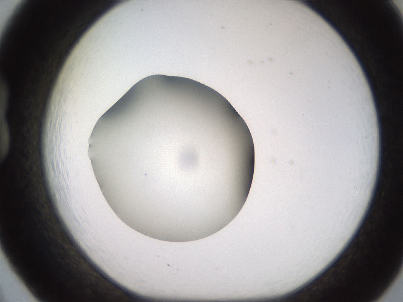 folderID248_plateID2248_batchID10283_wellNum20_profileID1_d1_r155873_ef.jpg