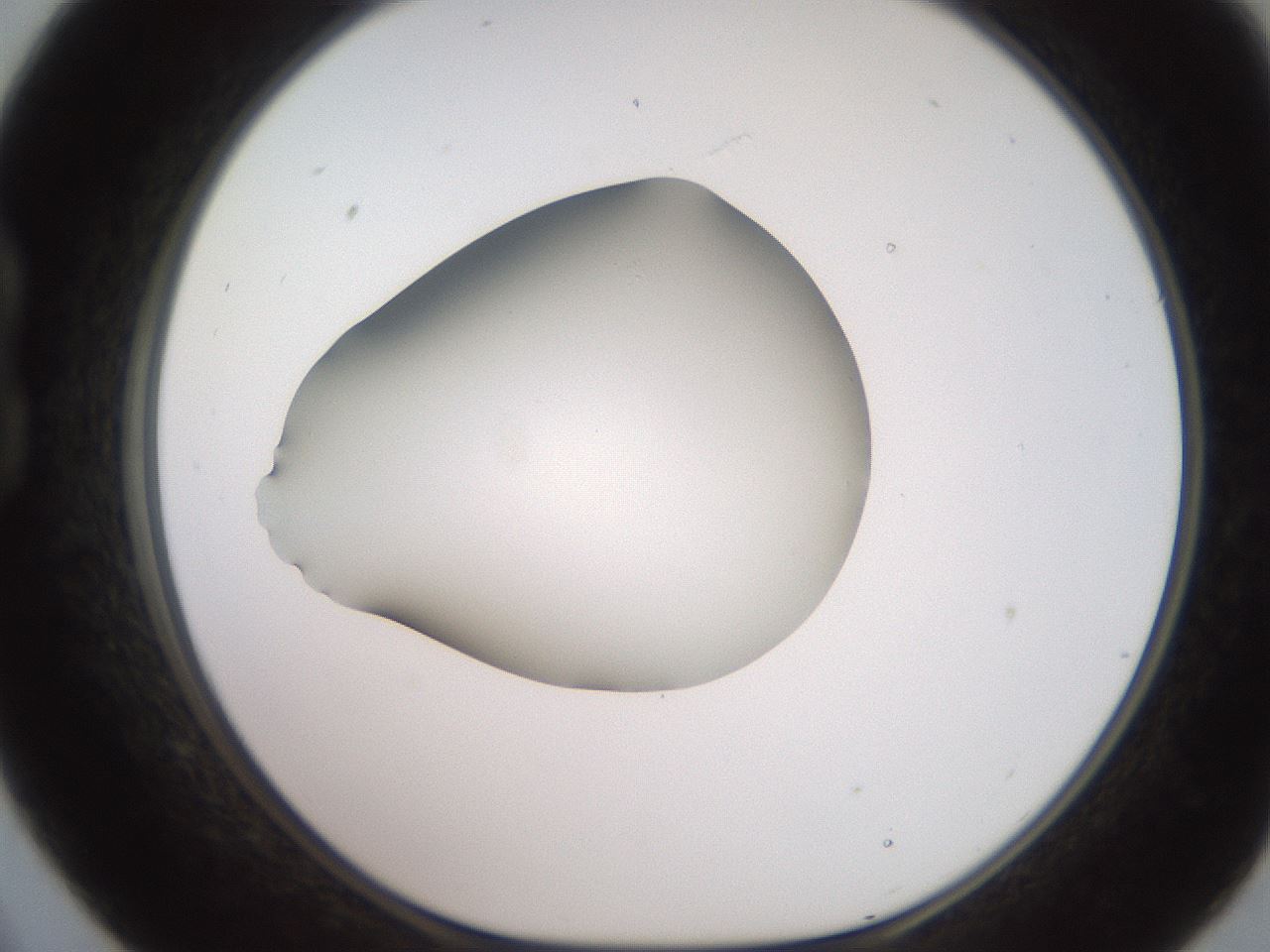 folderID248_plateID2248_batchID10283_wellNum21_profileID1_d1_r155875_ef.jpg