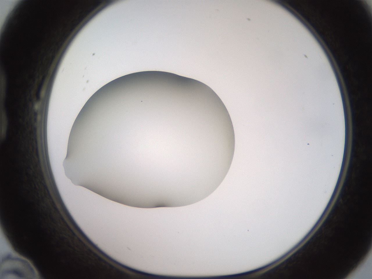 folderID248_plateID2248_batchID10283_wellNum22_profileID1_d1_r155877_ef.jpg