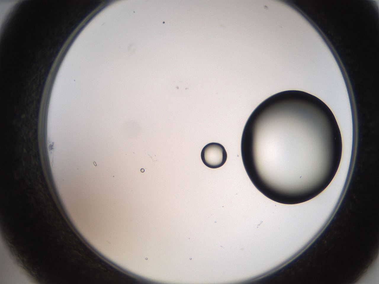 folderID248_plateID2248_batchID10283_wellNum22_profileID1_d2_r155878_ef.jpg