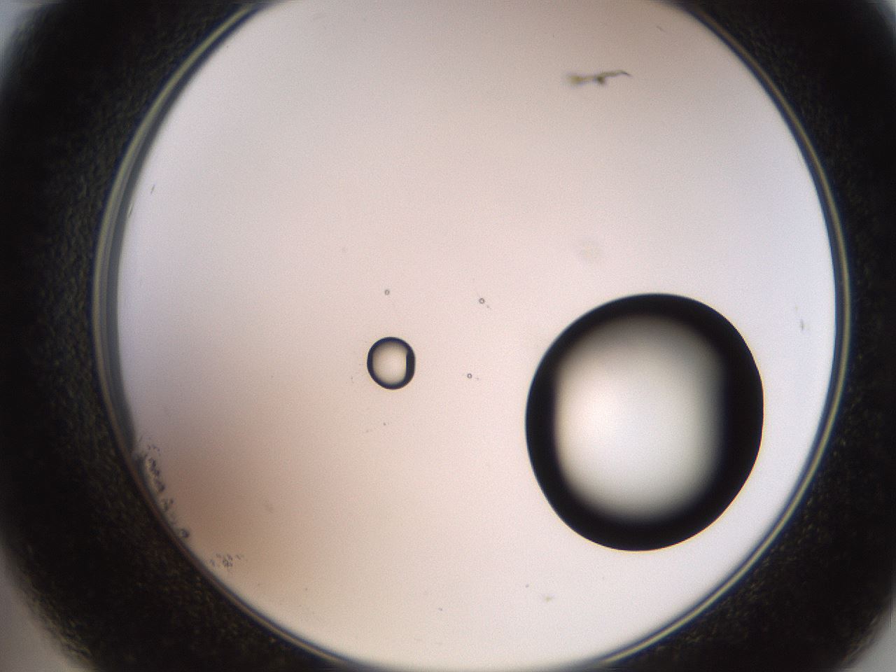 folderID248_plateID2248_batchID10283_wellNum23_profileID1_d2_r155880_ef.jpg