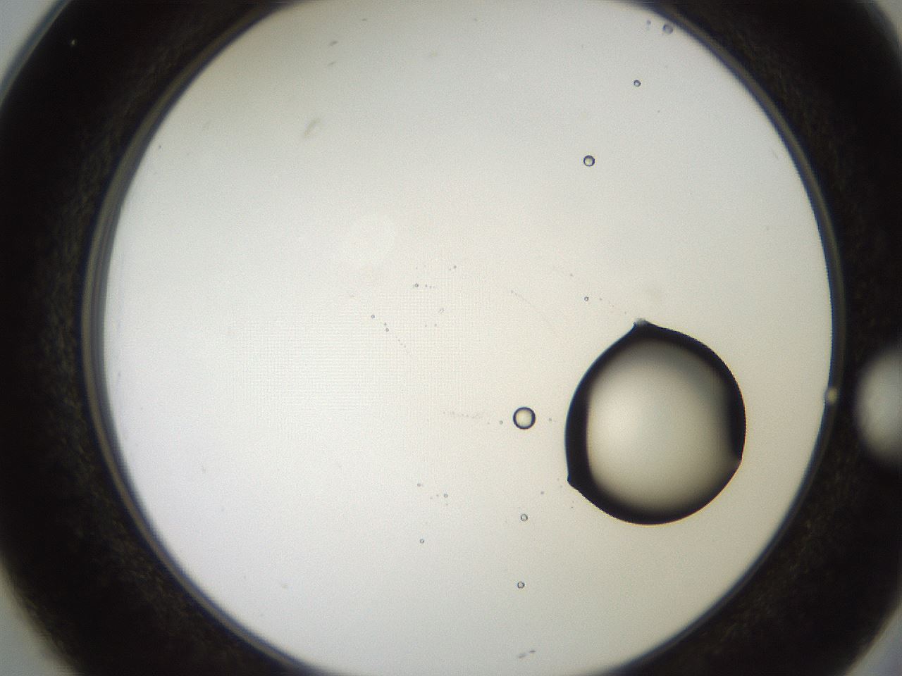 folderID248_plateID2248_batchID10283_wellNum25_profileID1_d2_r155884_ef.jpg