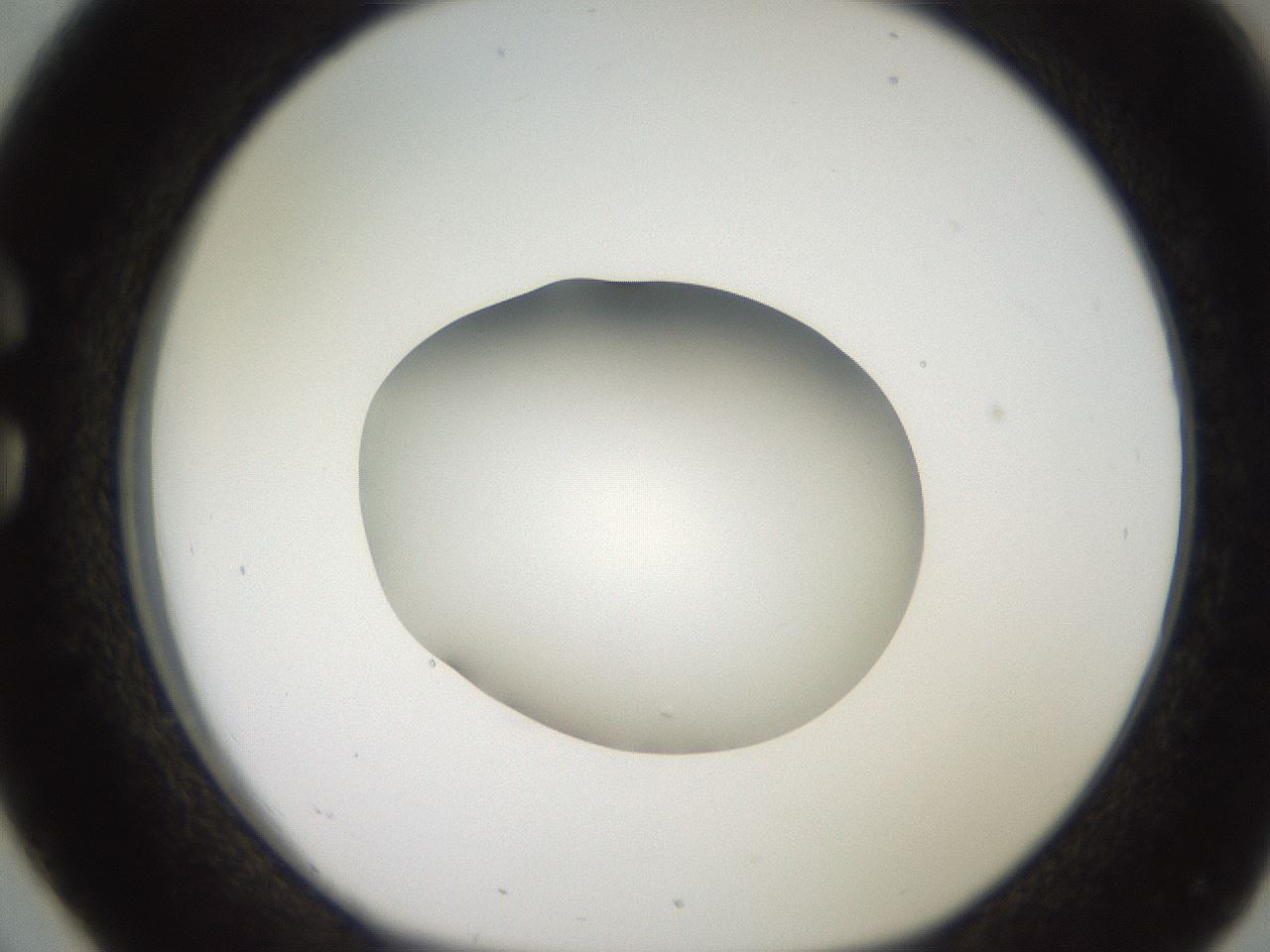 folderID248_plateID2248_batchID10283_wellNum26_profileID1_d1_r155885_ef.jpg