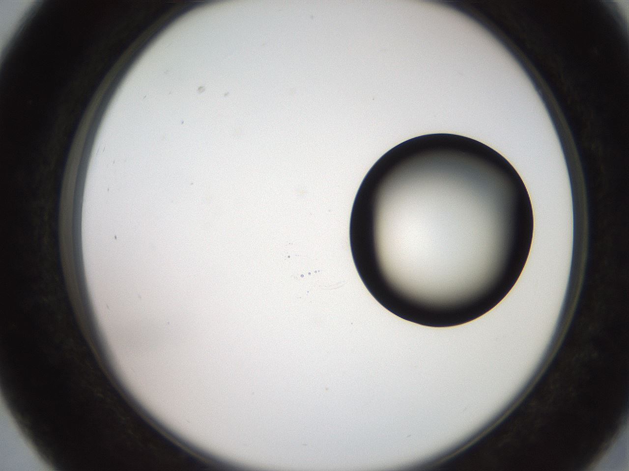 folderID248_plateID2248_batchID10283_wellNum27_profileID1_d2_r155888_ef.jpg