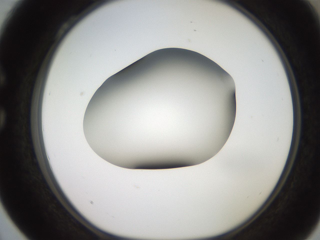 folderID248_plateID2248_batchID10283_wellNum28_profileID1_d1_r155889_ef.jpg