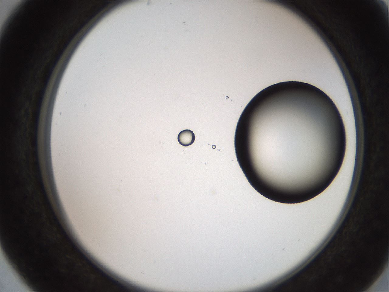 folderID248_plateID2248_batchID10283_wellNum29_profileID1_d2_r155892_ef.jpg