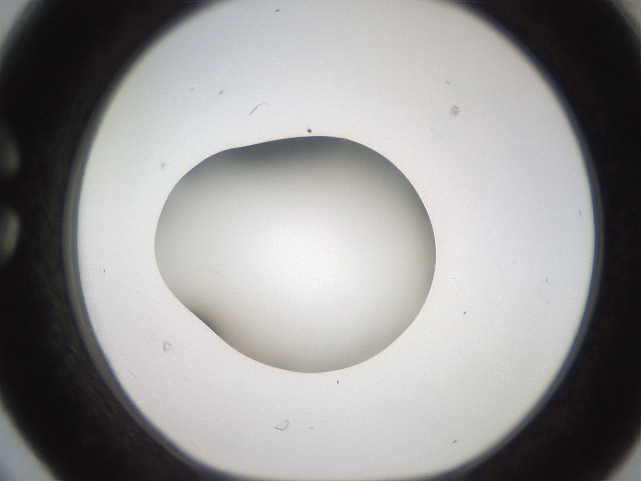 folderID248_plateID2248_batchID10283_wellNum30_profileID1_d1_r155893_ef.jpg