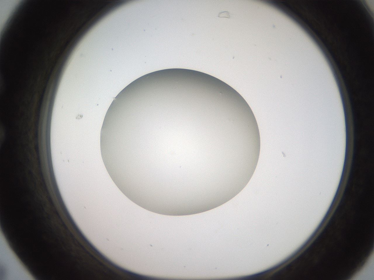 folderID248_plateID2248_batchID10283_wellNum31_profileID1_d1_r155895_ef.jpg