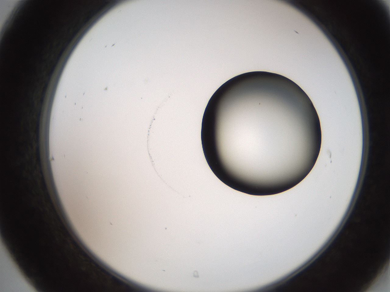 folderID248_plateID2248_batchID10283_wellNum31_profileID1_d2_r155896_ef.jpg