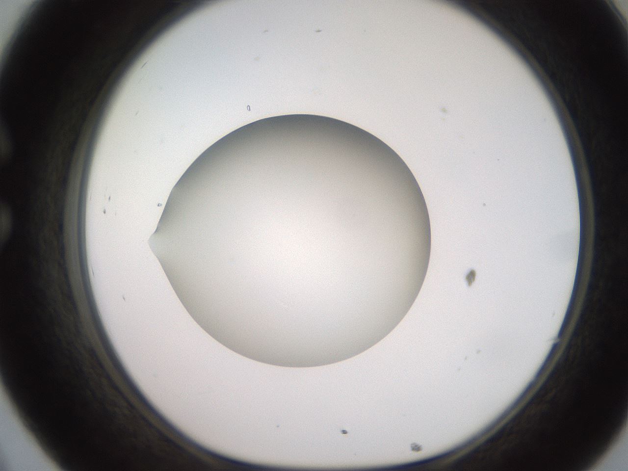 folderID248_plateID2248_batchID10283_wellNum32_profileID1_d1_r155897_ef.jpg